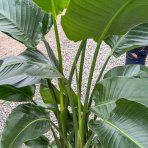 Strelícia Nikolaj (Strelitzia Nicolai) - výška 140-160 cm, kont. C25L